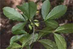 Cadaba trifoliata